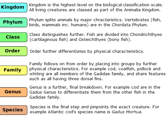 Scientific Classification Of Fish Britishseafishing co uk