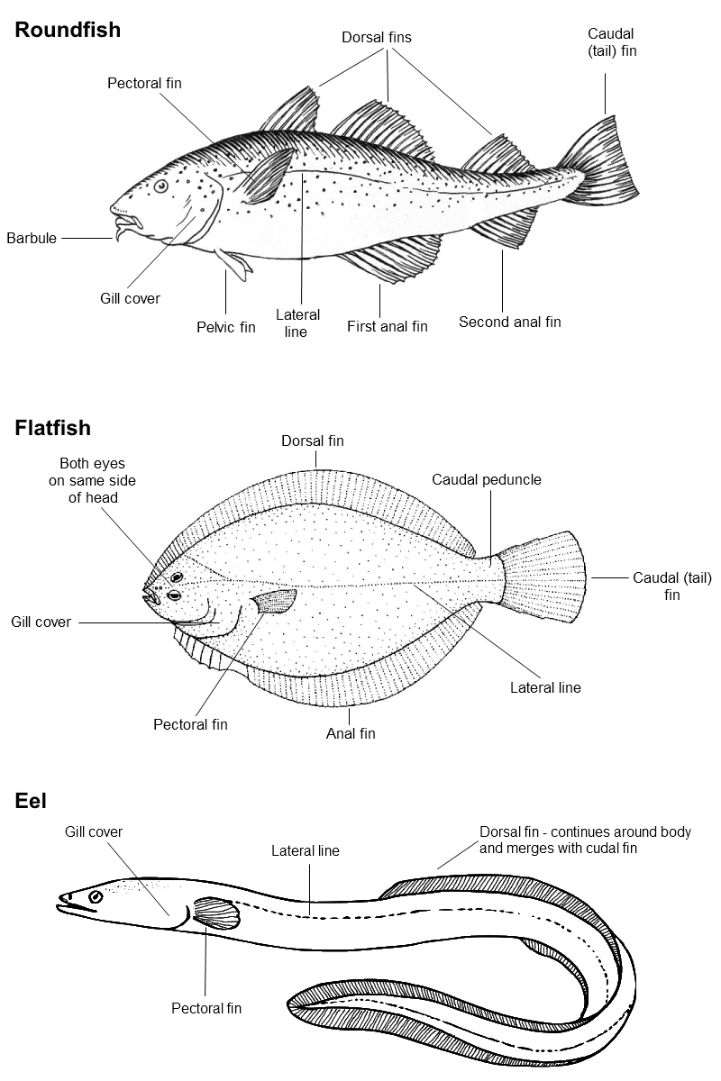 Fish species labelled diagrams