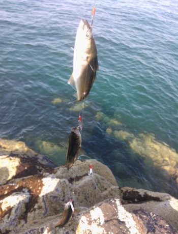 Coalfish caught on daylights