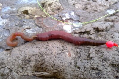 Blow Lugworm | British Sea Fishing