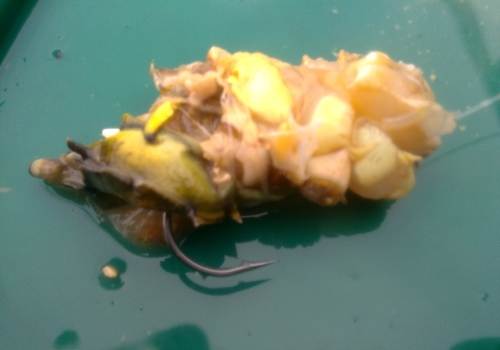 Peeler crab bait presentation