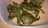 Peeler Crabs