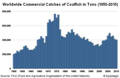 Commercial catches of Coalfish 1950-2010 in tons C Epipelagic