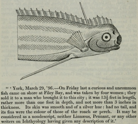 King of Herrings in the Proceedings of the Zoological Society of London