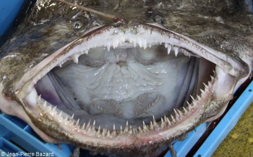 Monkfish Mouth