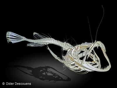 Monkfish Skeleton