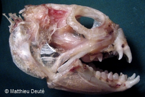  Cráneo de Pez Lobo Atlántico