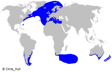 Porbeagle Shark Distribution