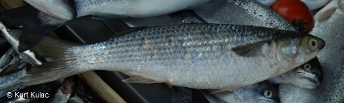 Thick Lipped Grey Mullet