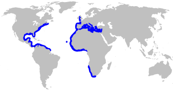 Electric Ray Distribution