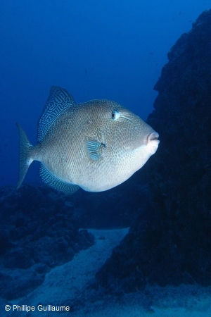 Triggerfish in Natural Environment