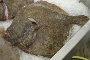 Turbot on sale at a fishmongers.