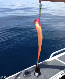  Boat Caught Red Bandfish