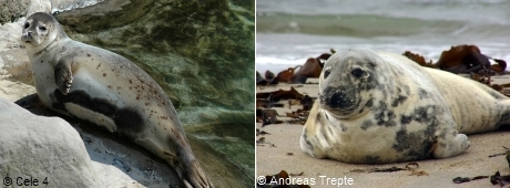 Grey and Common Seal
