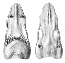 Birdbeak dogfish snout