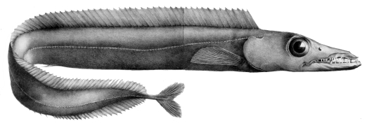 RS Black Scabbardfish