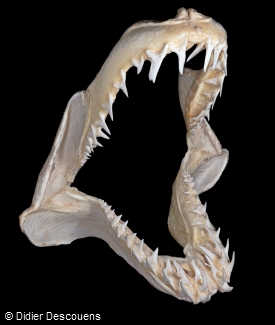 Mako jaws and teeth