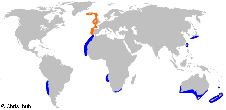 Birdbeak Dogfish Distribution