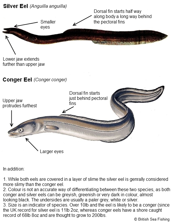 Silver Eel and Conger Eel Identification Guide