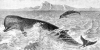 TN Nothern Bottle Nose Whale Profile