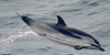 TN Striped Dolphin Profile