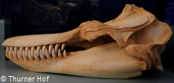 Killer Whale Skull