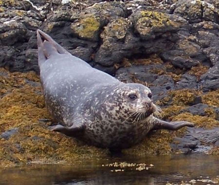 Common and Grey Seals | British Sea Fishing