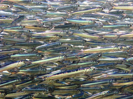 Anchovy Shoal