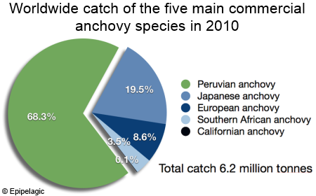 World Anchovy Catch in 2010