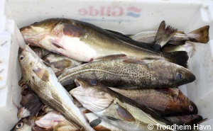 Commercially Caught Cod