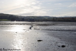 Estuary mud flats