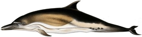RS Common Dolphin Profile