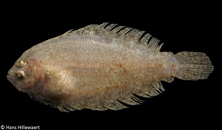 Mediterranean Scaldfish