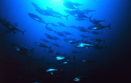 Bluefin tuna off coast of Sicily, Italy