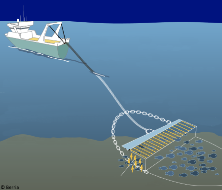Diagram of a pulse trawl in action.