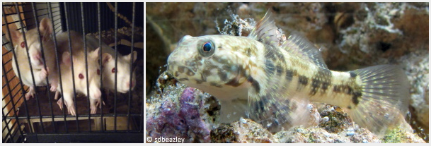 Rats and Frillfin Goby