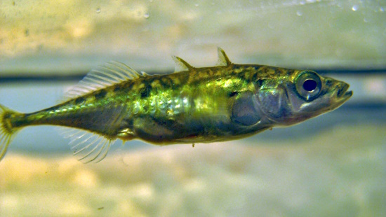 Three Spined Stickleback