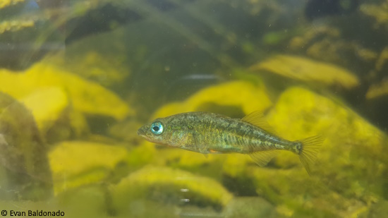Three-spined Stickleback in an Aquarium