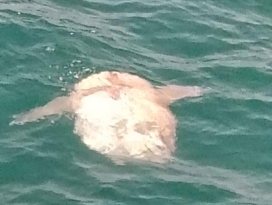 Sunfish basking off coast of Fuengirola, Spain.